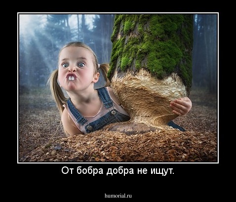 От бобра добра не ищут.