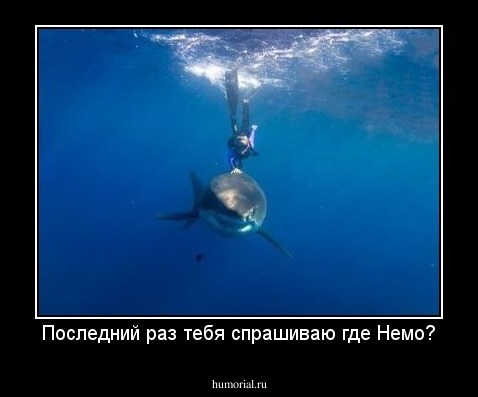 Последний раз тебя спрашиваю где Немо?