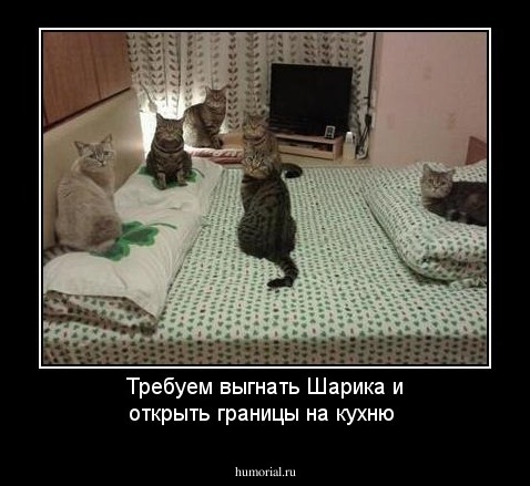 Требуем выгнать Шарика и открыть границы на кухню
