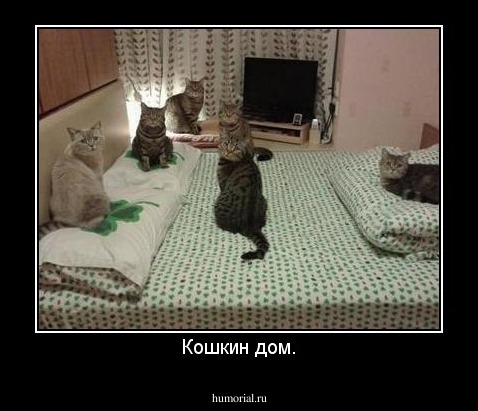 Кошкин дом.