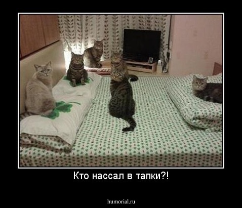 Кто нассал в тапки?!