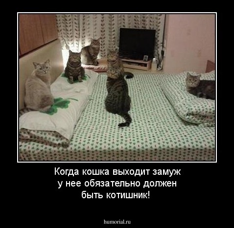 Когда кошка выходит замуж у нее обязательно должен быть котишник!