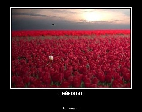 Лейкоцит.