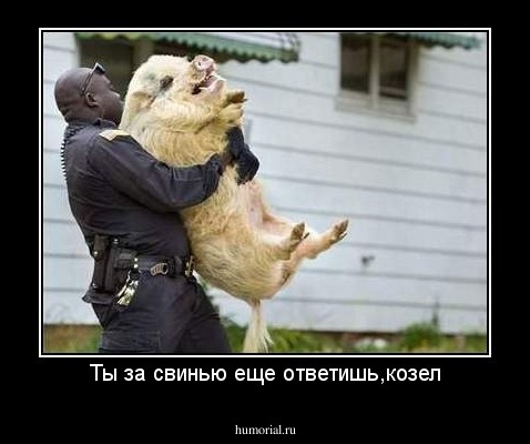 Ты за свинью еще ответишь,козел