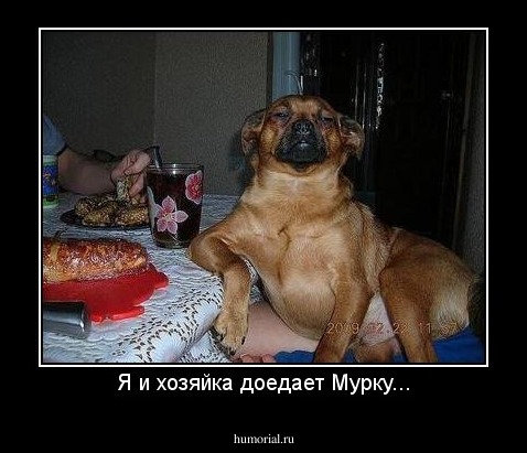 Я и хозяйка доедает Мурку...
