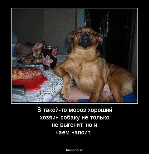 В такой-то  мороз хороший хозяин собаку не только не выгонит, но и чаем напоит.