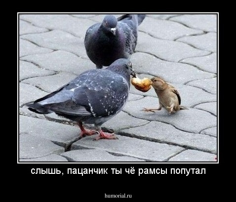 слышь, пацанчик ты чё рамсы попутал