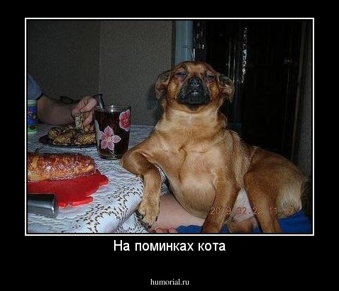 На поминках кота