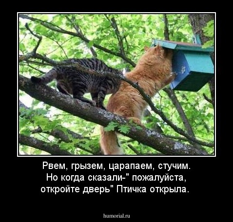 Рвем, грызем, царапаем, стучим. Но когда сказали-" пожалуйста, откройте дверь" Птичка открыла.
