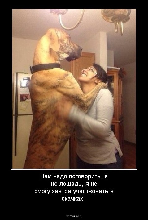 Нам надо поговорить, я не лошадь, я не смогу завтра участвовать в скачках!