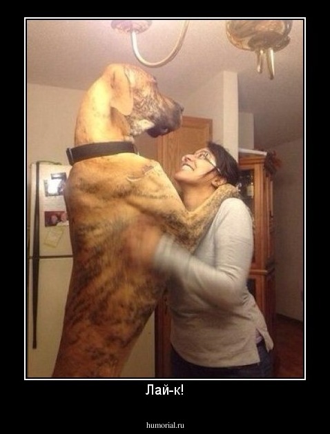 Лай-к!