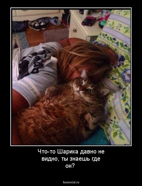 Что-то Шарика давно не видно, ты знаешь где он?