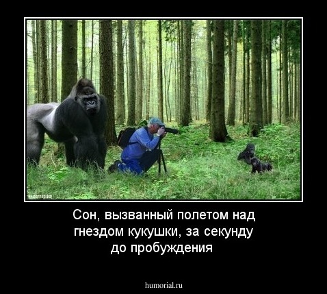 Сон, вызванный полетом над гнездом кукушки, за секунду до пробуждения