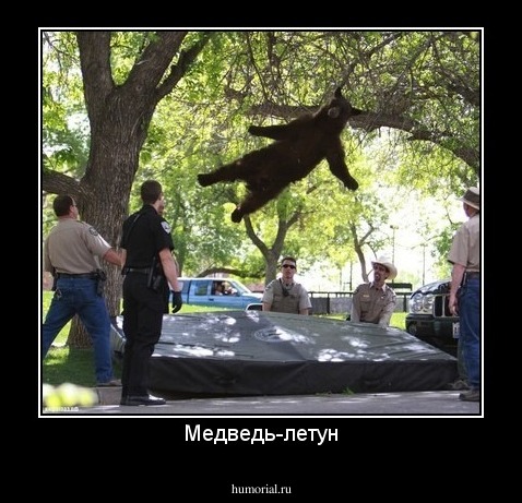 Медведь-летун