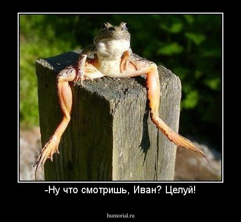 -Ну что смотришь, Иван? Целуй!