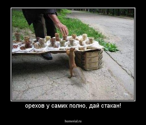 орехов у самих полно, дай стакан!