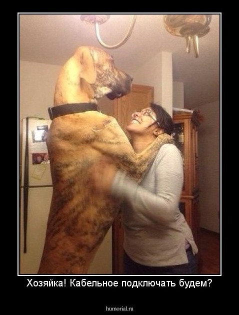 Хозяйка! Кабельное подключать будем?
