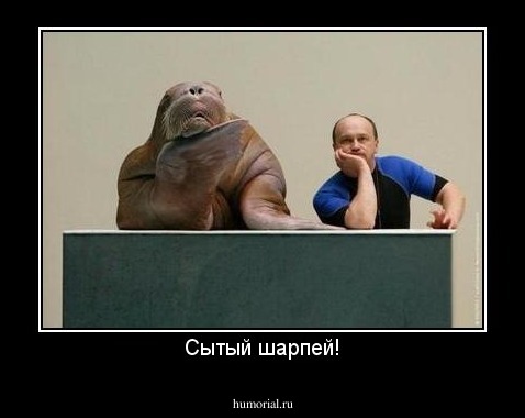 Сытый шарпей!
