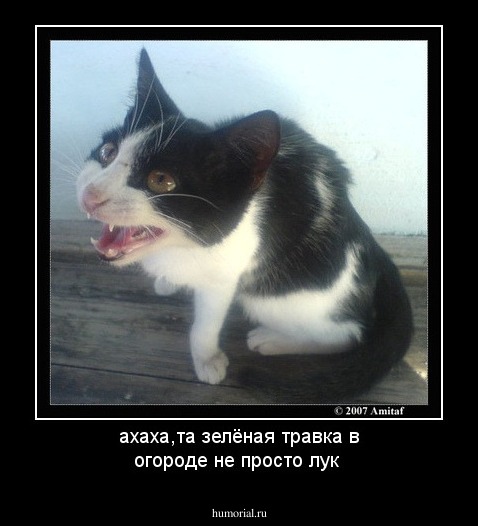 ахаха,та зелёная травка в огороде не просто лук