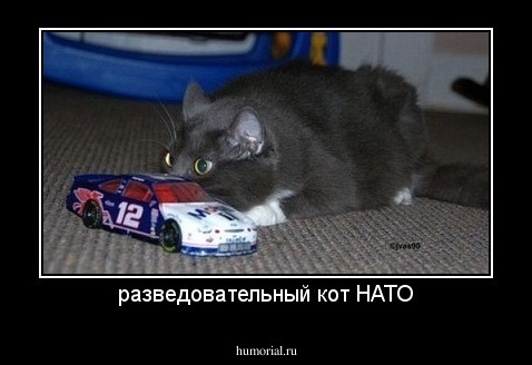 разведовательный кот НАТО