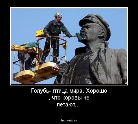Голубь- птица мира. Хорошо , что коровы не летают...