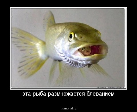 эта рыба размножается блеванием