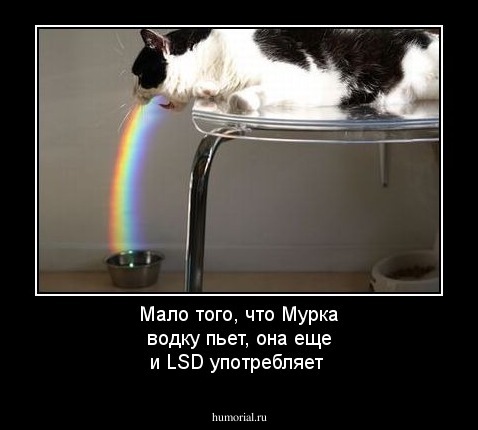Мало того, что Мурка водку пьет, она еще и LSD употребляет