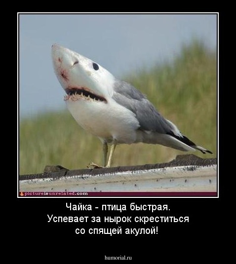 Чайка - птица быстрая. Успевает за нырок скреститься со спящей акулой!