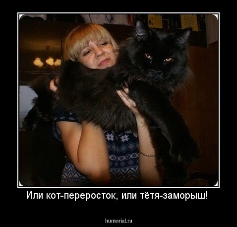 Или кот-переросток, или тётя-заморыш!
