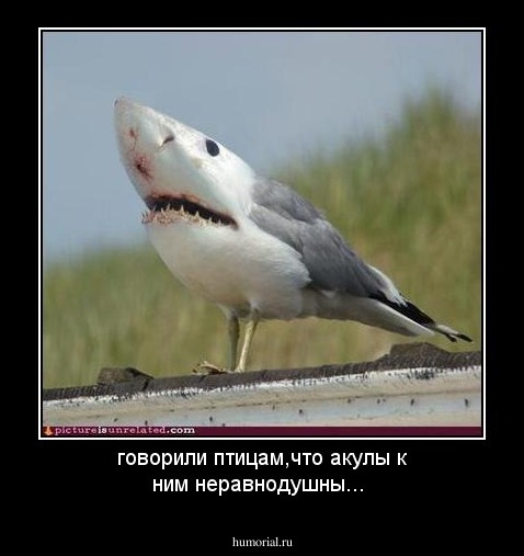 говорили птицам,что акулы к ним неравнодушны...