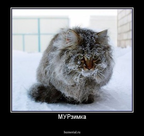 МУРзимка