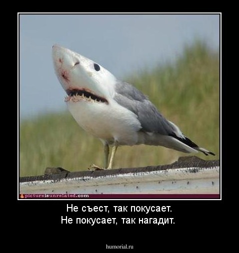 Не съест, так покусает. Не покусает, так нагадит.
