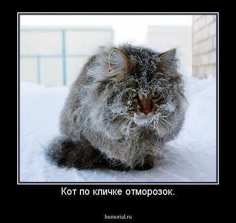 Кот по кличке отморозок.