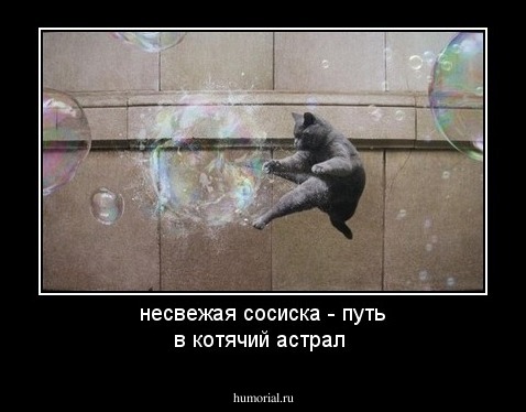 несвежая сосиска - путь в котячий астрал