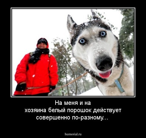 На меня и на хозяина белый порошок действует совершенно по-разному...
