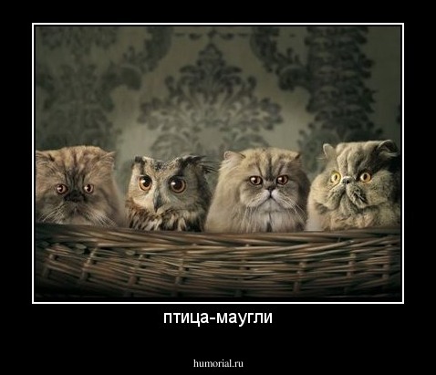 птица-маугли