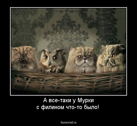 А все-таки у Мурки с филином что-то было!