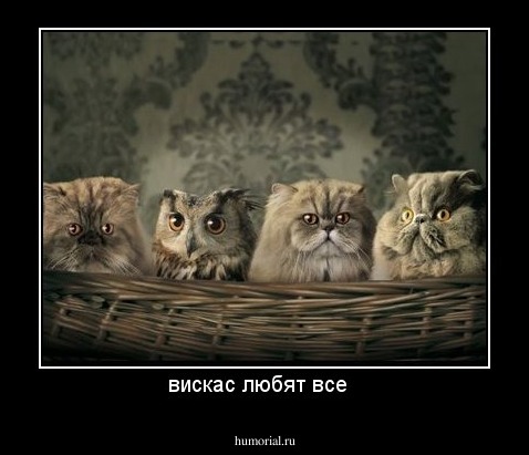 вискас любят все  