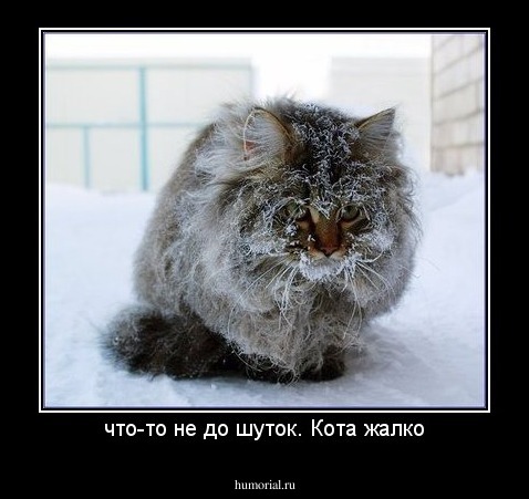 что-то не до шуток. Кота жалко