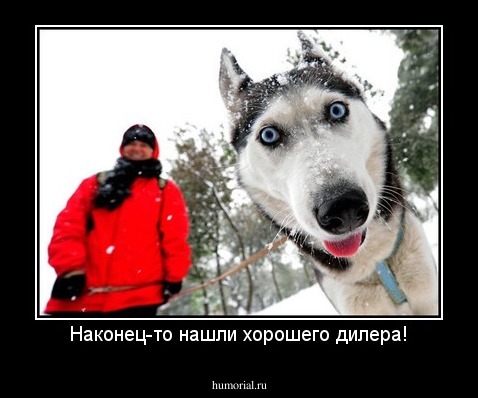Наконец-то нашли хорошего дилера!