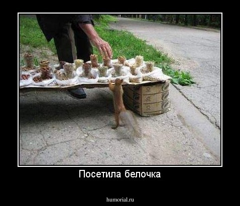 Посетила белочка