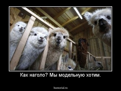 Как наголо? Мы модельную хотим.