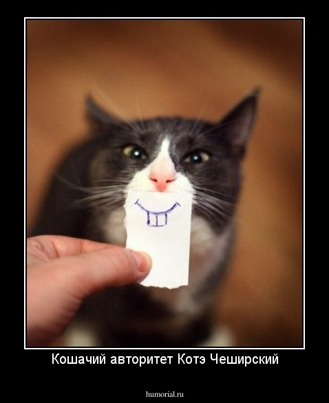 Кошачий авторитет Котэ Чеширский