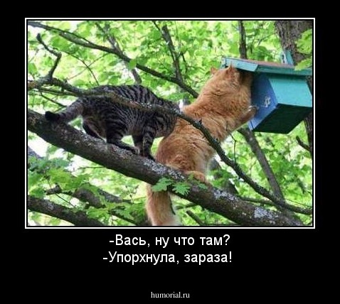 -Вась, ну что там?
-Упорхнула, зараза!
