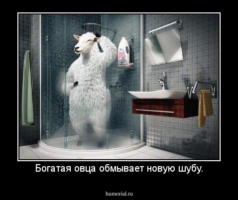 Богатая овца обмывает новую шубу.