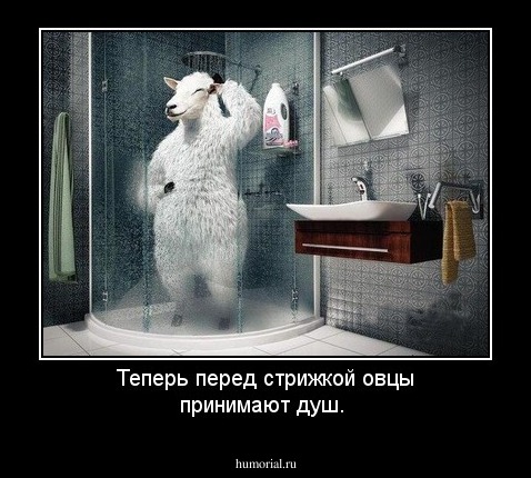 Теперь перед стрижкой овцы принимают душ.