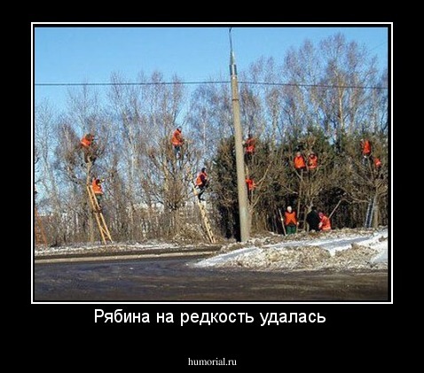 Рябина на редкость удалась 