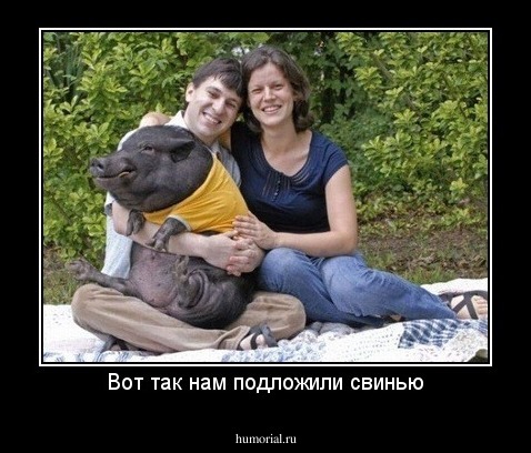 Вот так нам подложили свинью