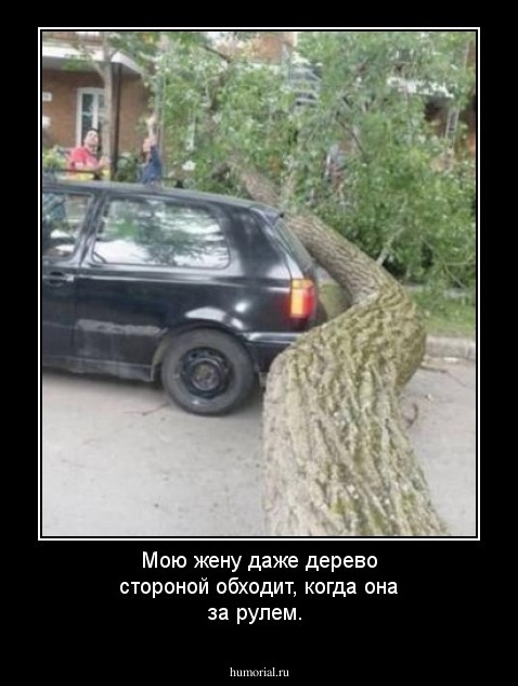 Мою жену даже дерево стороной обходит, когда она за рулем.