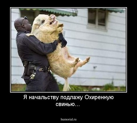 Я начальству подлажу
Охиренную свинью...